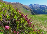 31 Erica carnea (Erica carnicina con vista in Arete-Valegino)